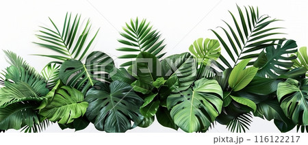 Assorted Tropical Green Leaves on White Surface Assorted Tropical Green Leaves on White Surface 116122217