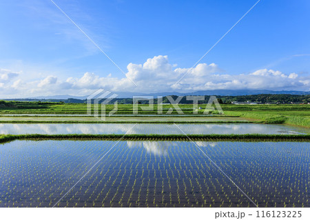 鹿児島県伊佐市の水田と青空 鹿児島県伊佐市の水田と青空 116123225
