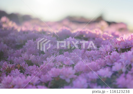 ミヤマキリシマ ミヤマキリシマ 116123238