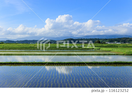 鹿児島県伊佐市の水田と青空 鹿児島県伊佐市の水田と青空 116123252