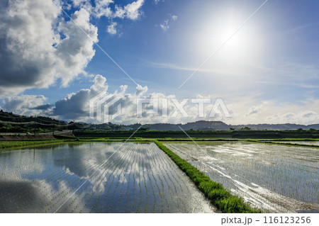 鹿児島県伊佐市の水田と青空 鹿児島県伊佐市の水田と青空 116123256