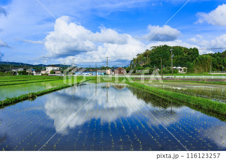 鹿児島県伊佐市の水田と青空 鹿児島県伊佐市の水田と青空 116123257