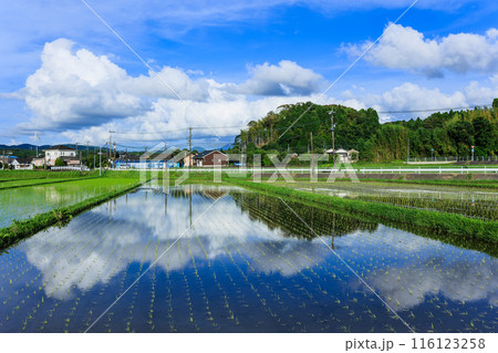 鹿児島県伊佐市の水田と青空 鹿児島県伊佐市の水田と青空 116123258