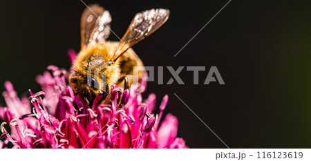 A detailed view of a honey bee pollinating a garlic flower in a lush garden A detailed view of a honey bee pollinating a garlic flower in a lush garden 116123619