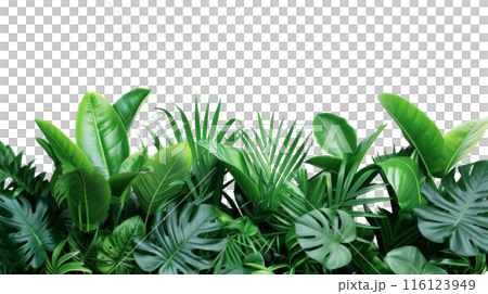 Tropical Monstera Leaves Arrangement on White, Lush green Monstera deliciosa leaves, with a variegated one standing out, arranged beautifully against a white background. Tropical Monstera Leaves Arrangement on White, Lush green Monstera deliciosa leaves, with a variegated one standing out, arranged beautifully against a white background. 116123949