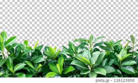 Lush Green Foliage Border with Copy Space, Dense green leaves forming a lush natural border with ample copy space on a white background, ideal for eco-friendly themes. 116123950