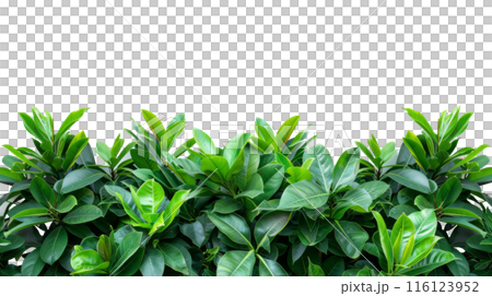 Lush Green Foliage Border with Copy Space, Dense green leaves forming a lush natural border with ample copy space on a white background, ideal for eco-friendly themes. 116123952
