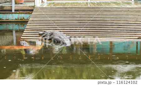big scary crocodile sunning themselves on the shore of a lake big scary crocodile sunning themselves on the shore of a lake 116124102