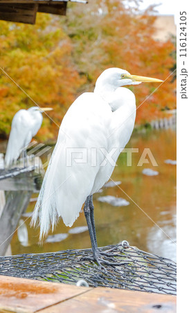 White Great Egret Bird on Rock by Pond in Autumn with Colorful Trees 116124105