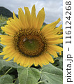 大きなひまわりとミツバチ 116124268