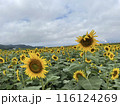 一面のひまわり 116124269