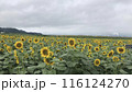 たくさんのひまわり 116124270