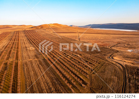 Sunset Over A Vast Orchard In Georgia During Dormant Season 116124274
