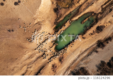 Aerial View of Rams and Sheep at a Watering Hole in Georgia 116124296