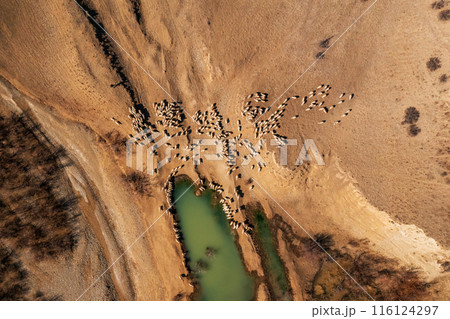 Aerial View of Sheep Herd by Water in Georgian Landscape Aerial View of Sheep Herd by Water in Georgian Landscape 116124297