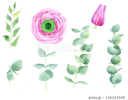 Ranunculus flower and eucalyptus watercolor hand drawn set isolated on white background. Botanical illustration bundle of buttercup. Floral clipart for greeting cards, wedding invitations, packaging, 116124349