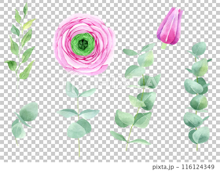 Ranunculus flower and eucalyptus watercolor hand drawn set isolated on white background. Botanical illustration bundle of buttercup. Floral clipart for greeting cards, wedding invitations, packaging, 116124349