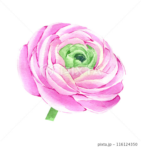 Watercolor hand drawn pink ranunculus flower isolated on white background. Botanical illustration of buttercup. Floral clipart for greeting cards, wedding invitations, packaging, scrapbooking 116124350