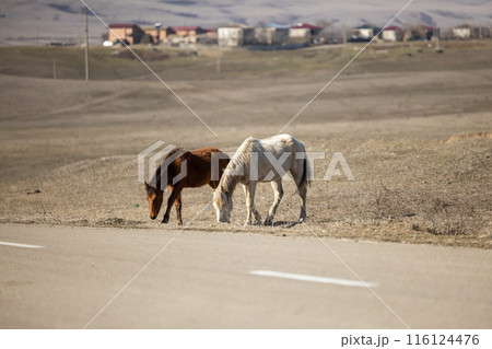 Majestic Horses Gracefully Posing Alongside Mountain Road Majestic Horses Gracefully Posing Alongside Mountain Road 116124476