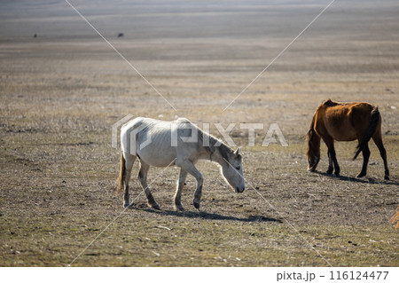 Majestic Equines Upon the Dry Grass Highlands 116124477