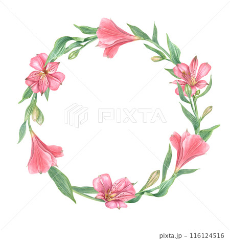 Pink alstroemeria flowers wreath. Floral round frame with flower, leaf. Botanical painting illustration. Alstromeria template with empty space for text. For design, invitation, wedding greeting 116124516