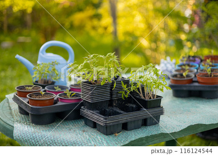 Growing tomato seedlings in different plastic reusable pots and big blue watering can. Planting vegetables. Growing food near home. Planting and eco gardening concept. 116124544