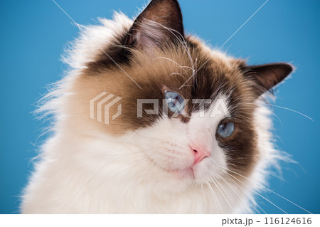 portrait of a beautiful young healthy Ragdoll cat 116124616