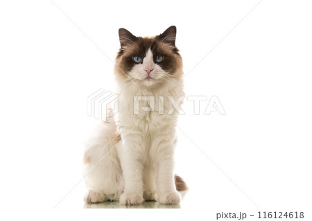 Beautiful young healthy Ragdoll cat on a white background. Beautiful young healthy Ragdoll cat on a white background. 116124618