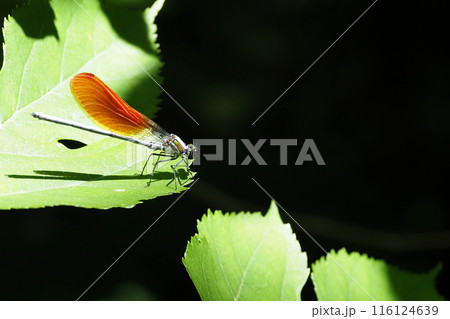 カワトンボ（橙色翅型・オス） 116124639