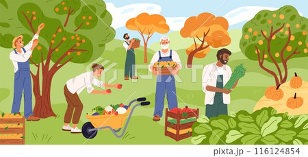 Happy farmers at harvest. Gardeners collect fruits. People pick berries. Agriculture workers growing vegetables. Garden crop. Person puts tomatoes in wheelbarrow. Garish vector concept Happy farmers at harvest. Gardeners collect fruits. People pick berries. Agriculture workers growing vegetables. Garden crop. Person puts tomatoes in wheelbarrow. Garish vector concept 116124854