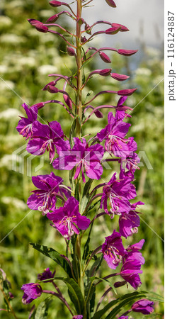 Willowweed 116124887