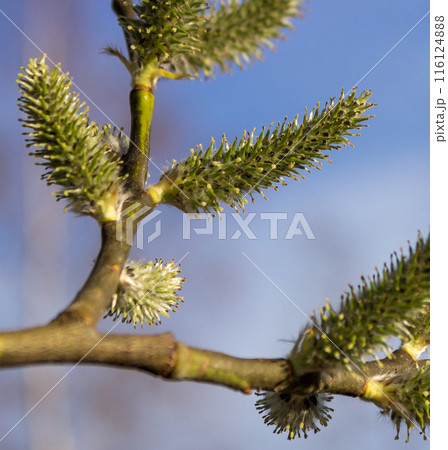 Willow a sprig with green catkins 116124888