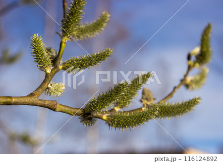 Willow a sprig with green catkins 116124892