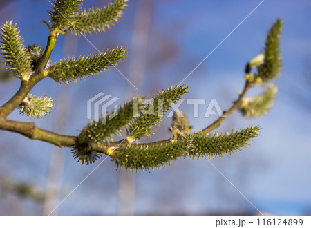 Willow a sprig with green catkins 116124899