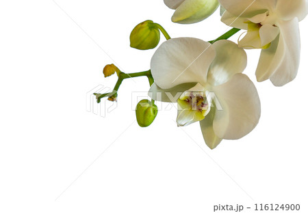 White Orchid White Orchid 116124900