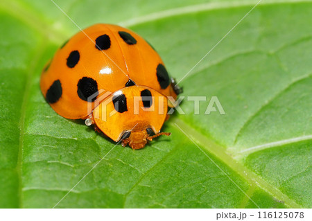 ハラグロオオテントウ 116125078