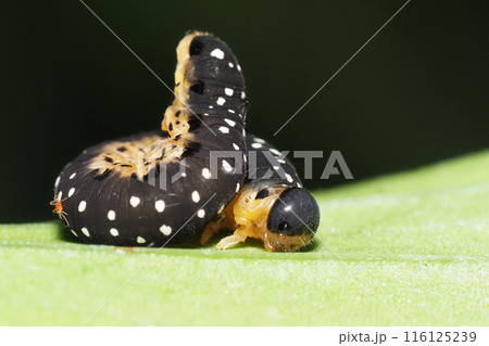 トガリハチガタハバチの幼虫 116125239