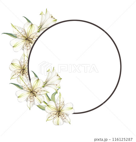 Floral Frame with White flowers. Watercolor alstroemeria flowers. Composition with Lilies close-up. Floral botanical flower for graphic designer decorate, product design and card 116125287