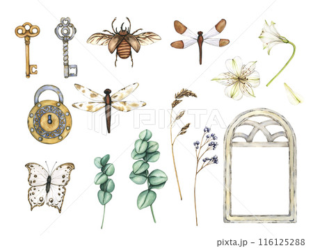 Large set of vintage elements. Old keys, Padlock, beetle, Dragonfly, Butterfly, White flowers, eucalyptus branches and Dry meadow grass. Watercolor illustrations 116125288