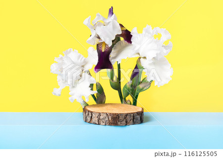 Wood stones and white iris flowers on blue table. Concept scene stage showcase for new product, banner, promotion sale, cosmetic, presentation Wood stones and white iris flowers on blue table. Concept scene stage showcase for new product, banner, promotion sale, cosmetic, presentation 116125505