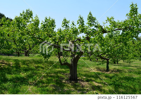 柿の木 山形県庄内 柿の木 山形県庄内 116125567
