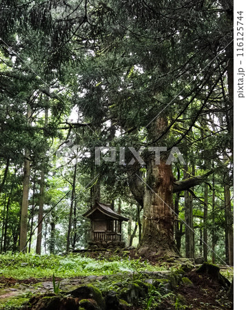 平泉寺 白山神社 福井県勝山市 平泉寺 白山神社 福井県勝山市 116125744