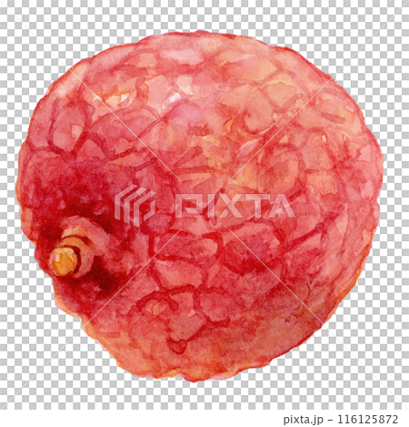 冷凍荔枝水彩插圖 116125872