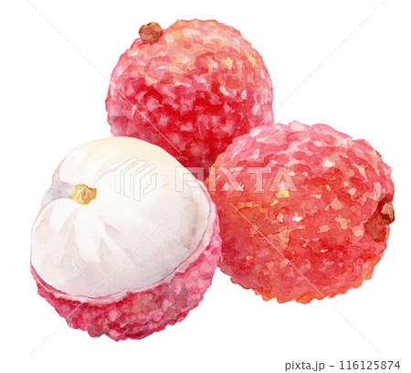 ライチの水彩イラスト 116125874