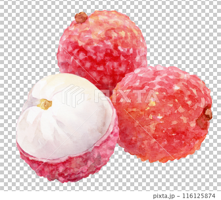 ライチの水彩イラスト 116125874