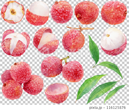 荔枝水彩插畫素材集 116125876