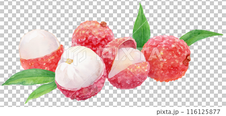 Lots of lychees watercolor illustration 116125877