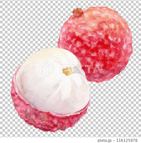 Lychee watercolor illustration Lychee watercolor illustration 116125878