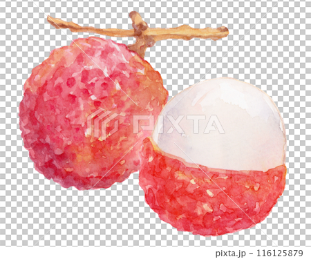 荔枝水彩插圖 116125879