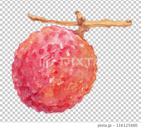 枝つきライチ　水彩イラスト 116125880